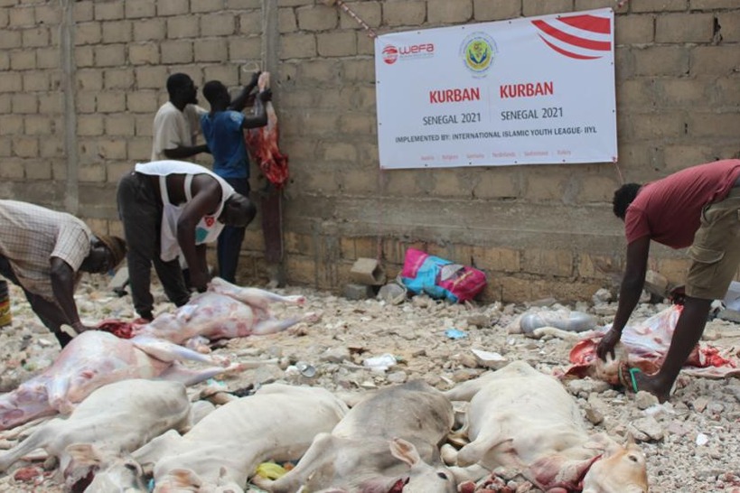 المشروع الاضاحي دعم الفقراء والايتام في ايام العيد الاضاحي المبالاك