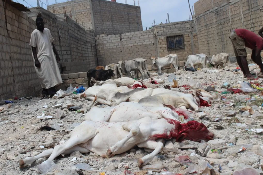 2026 Qurbani Meat Distribution to support Vulnerable and the Needy in Africa