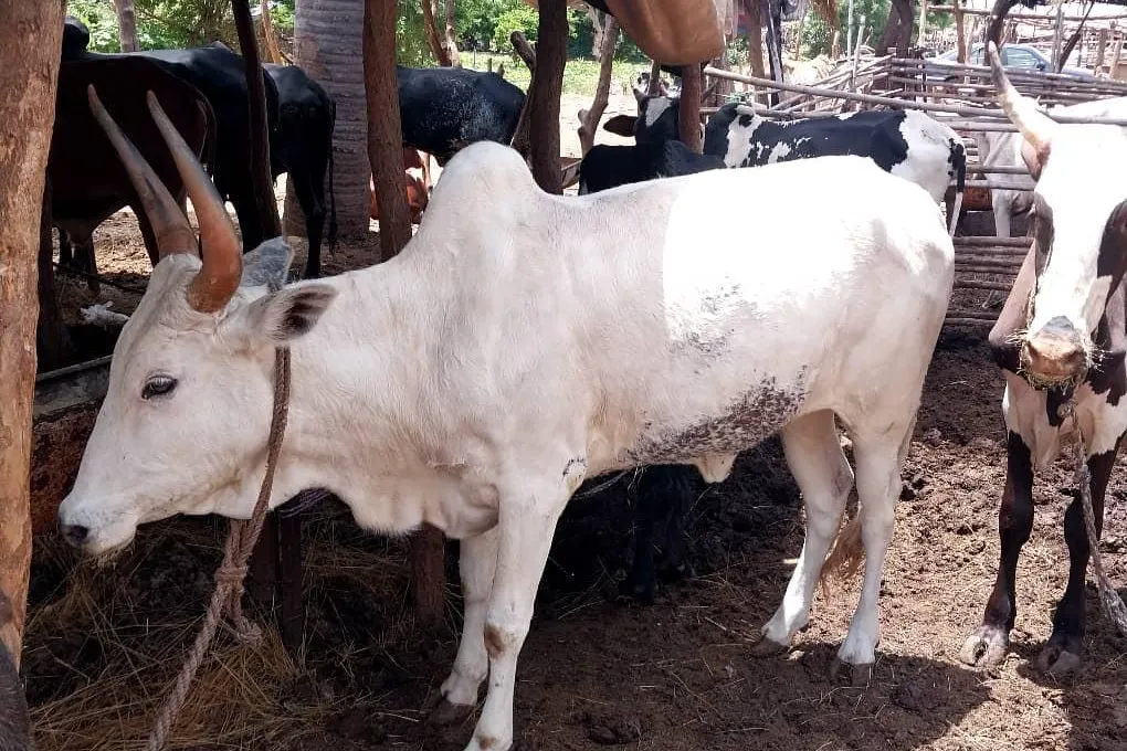 2026 Qurbani Meat Distribution to support Vulnerable and the Needy in Africa