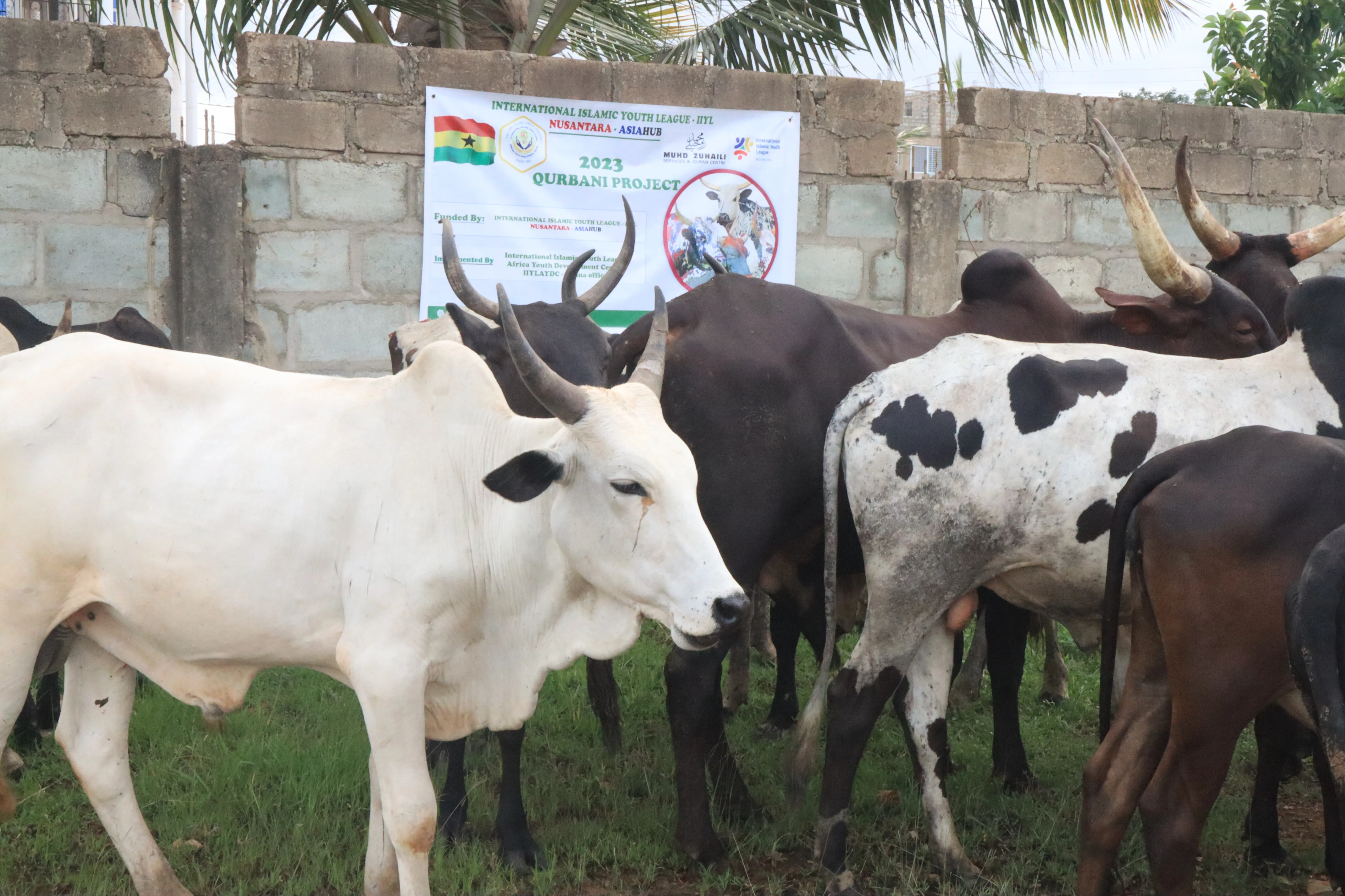 2026 Qurbani Meat Distribution to support Vulnerable and the Needy in Africa